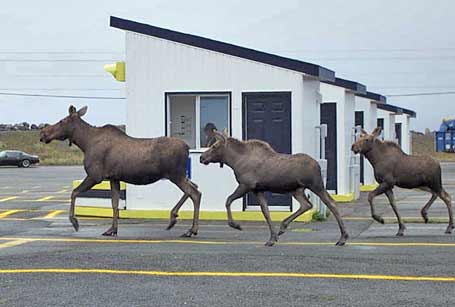Three Moose catching an Argetinian Ferry