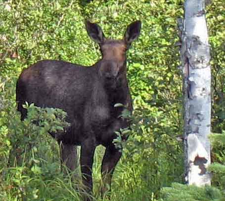 Moose Seen at Moose Alley NH