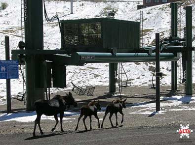 Moose in Alta, Utah
