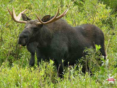 Moose in Alta, Utah