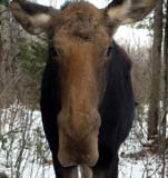 Friendly Moose in Bethlehem, NH